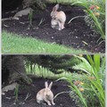 野兔
