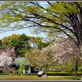 東京-皇居東御苑