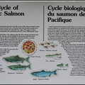 鮭魚回流-鮭魚的生命的循環