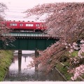 四月中旬，自名古屋至奧飛驒，從櫻花吹雪到含苞待放，實在差異頗大，日本賞櫻真的需要掐準時機，加上運氣，旅行可不是說走就走。