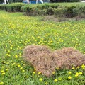 我愛草地 
我愛在草地上玩，對於台北市大佳河濱公園的變化，我三不五時的關心著。