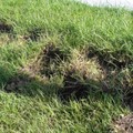 2013.9.5 有單位雇工挖這邊健康的草地，去修補遭大量彩粉覆蓋枯死的草地。