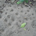 誰能告訴我，這躲在沙地圓洞裡的小蟲子叫什麼名字？