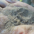 誰能告訴我，這躲在沙地圓洞裡的小蟲子叫什麼名字？