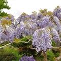 紫藤樹