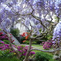 紫藤樹