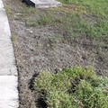 關心記錄枯死的草皮修補過程
第一次在大佳公園主辦彩色路跑(2013.8.18)的單位，於2013.9.5 雇工修補枯死的草皮。從右邊的草地挖草皮部份枯死的草皮上。周邊一大片的草皮仍未修復，枯草間清楚可見大片的粉末結成塊狀。