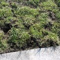 修補枯死的草皮 
第一次在大佳公園主辦彩色路跑(2013.8.18)的單位，於2013.9.5 雇工修補了枯死的一小片草皮，從遠遠的草地上挖草皮，直接覆蓋在枯死的草皮上。修補了圓廣場邊大片枯死草地約十分之一的面積。
		
