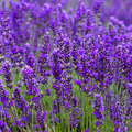 可食花草 lavender
