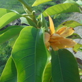2016的第一天，故事館前的黃金玉蘭花開了！漂亮的金玉蘭，有白色玉蘭花的花型，但香氣比玉蘭花更加誘人。金玉蘭 (Golden Champa) 有「向陽花」之稱， 原生長在海拔三千公尺的喜馬拉雅山脊，在十二世紀的印度百科全書(Manasollasa)記載：金玉蘭原精是印度“王公貴族按摩油”中相當重要的配方。被認為是一種有效的抗憂鬱劑，廣泛被用於生產高檔護膚品、香料等。金玉蘭對印度人而言是非常神聖的花，也是財富女神的代表，印度婦女會把它別在髮上，增添女人香氣與魅力。