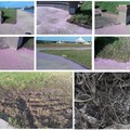 最下面兩張圖片的草地，是8.18 和 9.28 兩次彩跑都經過的草地，就在大佳公園圓形廣場邊，損傷最嚴重。