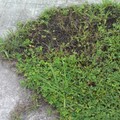 像這樣遭玉米粉拋灑而枯死的草地有十多處！經仔細觀察發現：灑粉紅色玉米粉附近枯死的草呈暗褐色，且發出惡臭。