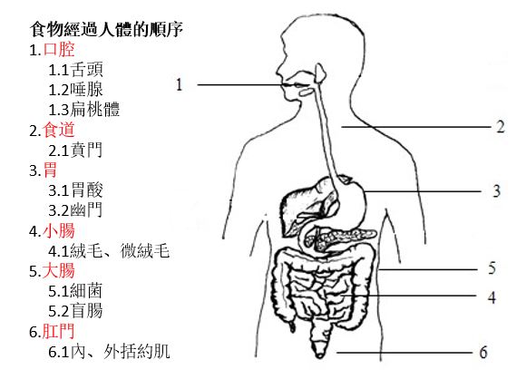 消化道簡易圖