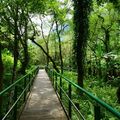 20200816池南森林公園鯉魚翡翆谷