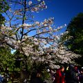 20170403阿里山櫻花