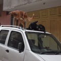 印度狗在車頂休憩
