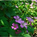 紫花酢醬草-5