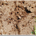 草坪上有紅火蟻，在草坪上活動要小心。