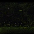 螢火蟲。麻布山林 