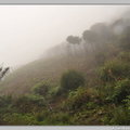 雨中的擎天崗環山步道