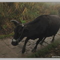 雨中的擎天崗環山步道遇到牛