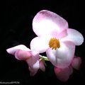 Begonia formosana: 台灣水鴨腳