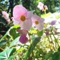 Begonia formosana: 台灣水鴨腳