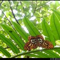 波尺蛾擬態豹斑蝶