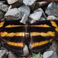 黃三線蝶