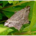 連珠尾尺蛾 Chiasmia emersaria (Walker, 1861)