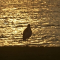 形孤影單的海鳥佇立在波光粼粼的暮色中，讓浪漫的夏夜添了幾分蕭瑟