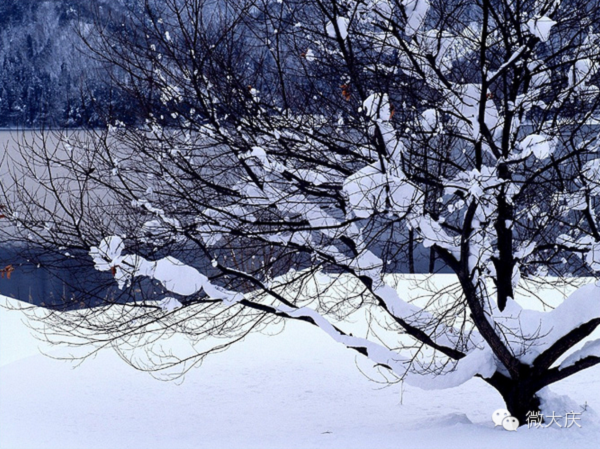 這個冬天，歡迎你到黑龍江來看雪~Latte