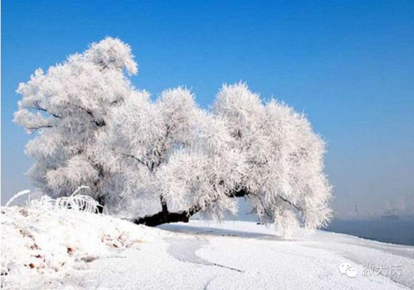 這個冬天，歡迎你到黑龍江來看雪~Latte