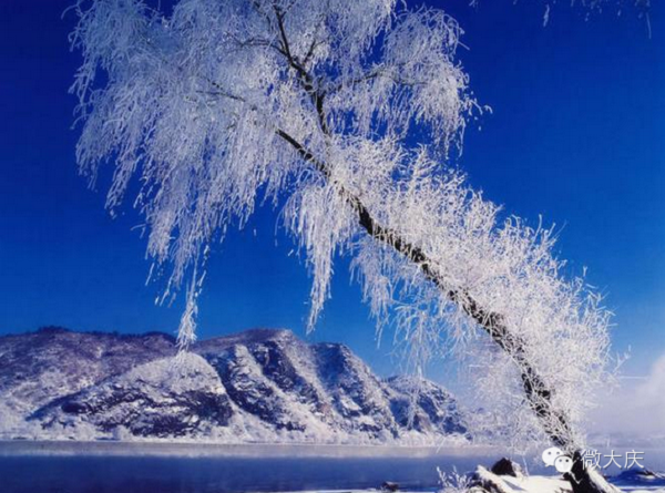 這個冬天，歡迎你到黑龍江來看雪~Latte