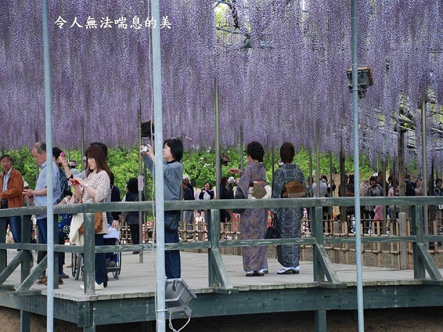 日本足利公園-藤之物語~Latte