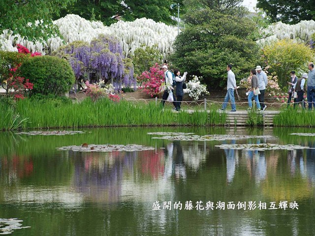 日本足利公園-藤之物語~Latte