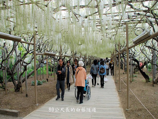 日本足利公園-藤之物語~Latte