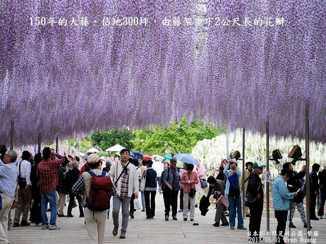 日本足利公園-藤之物語~Latte