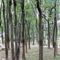 森之林