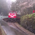 阿里山限定櫻花小火車