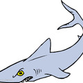 鯊魚07.jpg