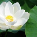 White Water lily