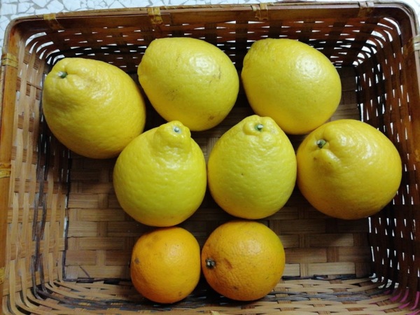 檸檬柑