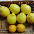 檸檬柑