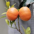 橘肥4