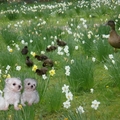 在花叢中巧遇鴨媽媽和鴨寶寶們
