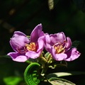 台北植物園荷花開的季節百花齊放(2017年06月)