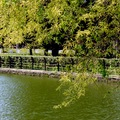 陰雨天後出太陽，公園裡好熱鬧，狗兒忙追逐、鳥兒飛呀飛！櫻花開，賞花人也忙，男男女女、老老少少爭相來報到，坐輪椅來賞花開，人生一樣美～