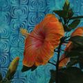 熱帶皇后：朱槿的五顏六色