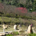 2016陽明山花季起跑